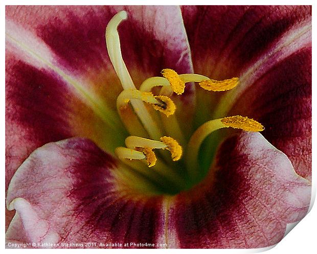 Lily Heart Print by Kathleen Stephens