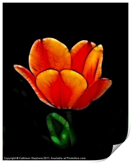 Two-Toned Tulip Print by Kathleen Stephens