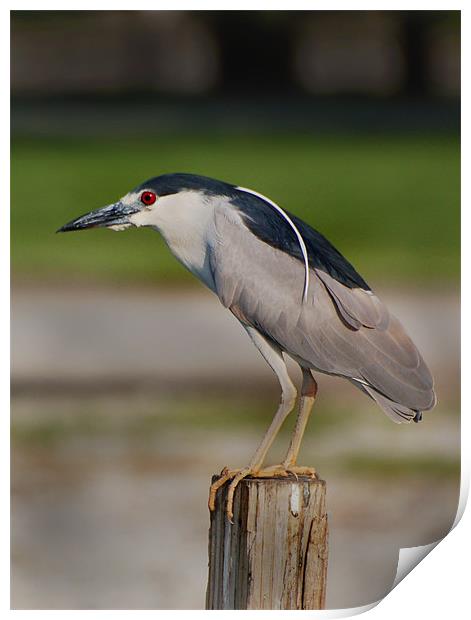 Night Heron Print by Kathleen Stephens