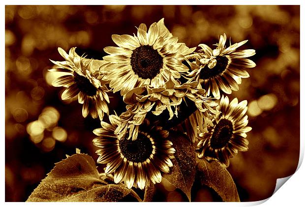 Giant Sunflowers Print by Kathleen Stephens