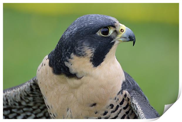Profile of a Peregrine Falcon Print by Kathleen Stephens
