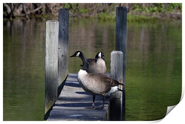  Canada Geese Resting on Dock Print by Kathleen Stephens