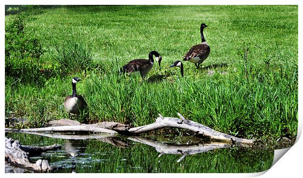  Geese and Stream  Print by Kathleen Stephens