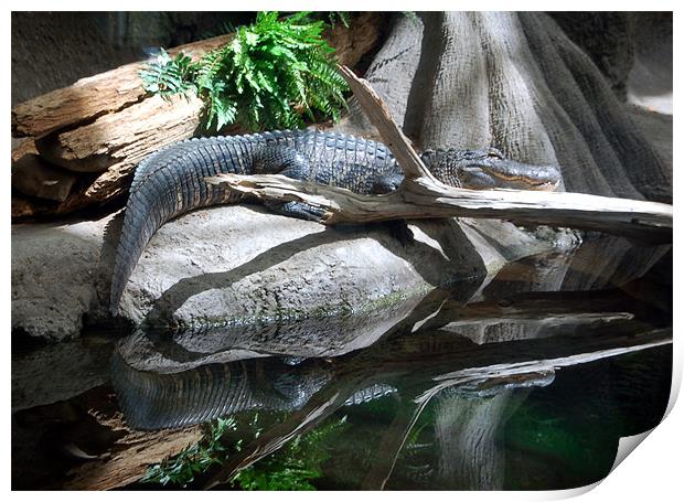 Gator Reflections Print by Kathleen Stephens