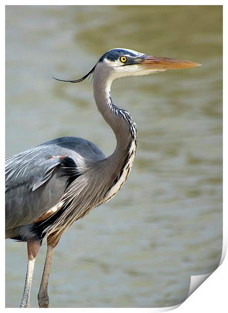 Great Blue Heron in Profile Print by Kathleen Stephens