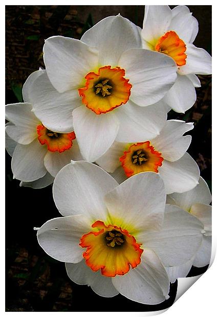 Narcissus Tazetta Print by Kathleen Stephens