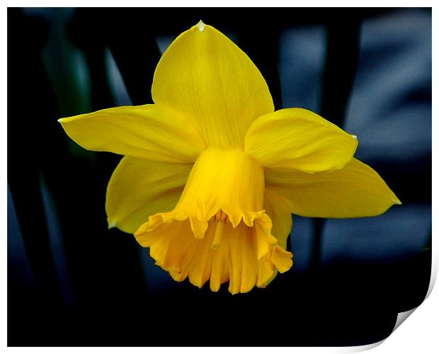 Yellow Daffodil Print by Kathleen Stephens