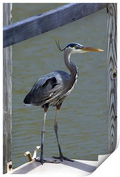 Great Blue Heron Print by Kathleen Stephens