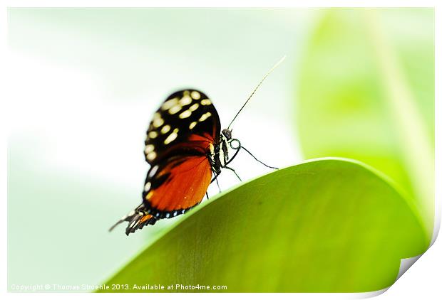 Butterfly Print by Thomas Stroehle