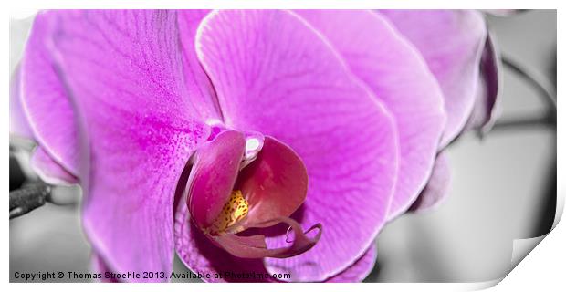 Orchid Print by Thomas Stroehle