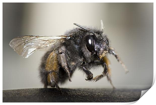Hairy-footed Flower Bee Print by Jamie Stokes