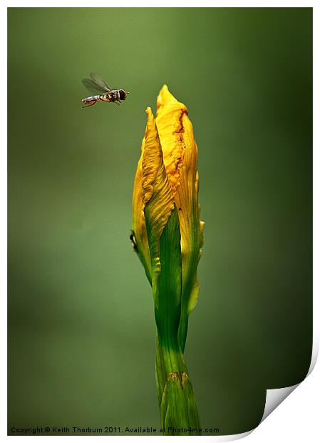 Hover Fly Flower Print by Keith Thorburn EFIAP/b