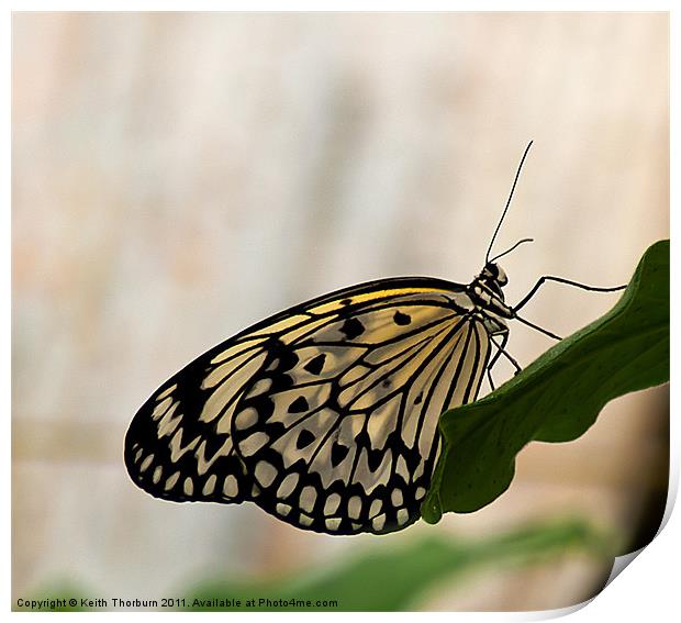 Tree Nymph (Idea leuconoe Print by Keith Thorburn EFIAP/b