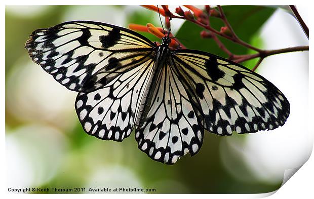 Tree Nymph, (Idea leuconoe) Print by Keith Thorburn EFIAP/b