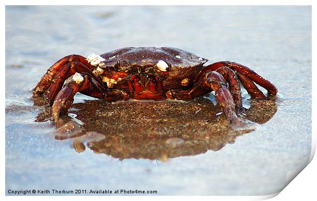 Crab Print by Keith Thorburn EFIAP/b