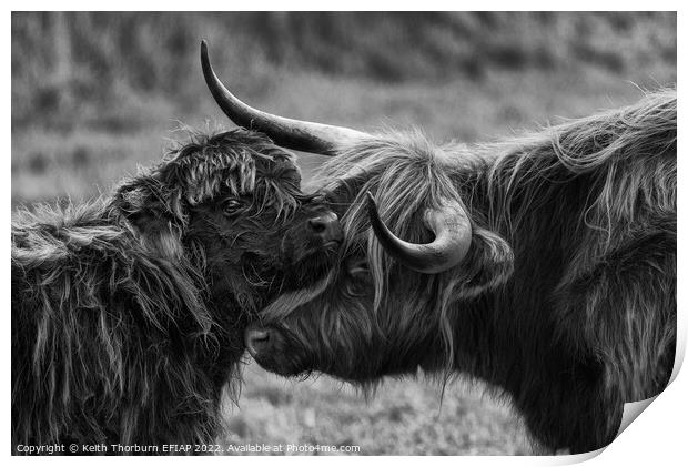 Mother Calf Moment BW Print by Keith Thorburn EFIAP/b