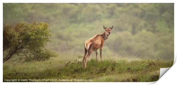 Red Deer Print by Keith Thorburn EFIAP/b