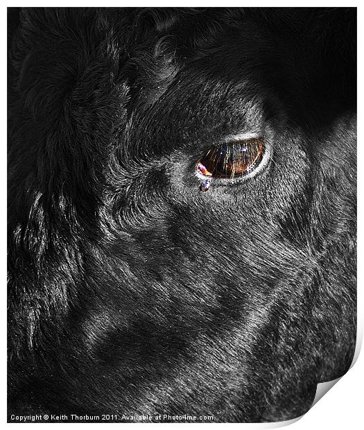 Head of a Black Bull Print by Keith Thorburn EFIAP/b
