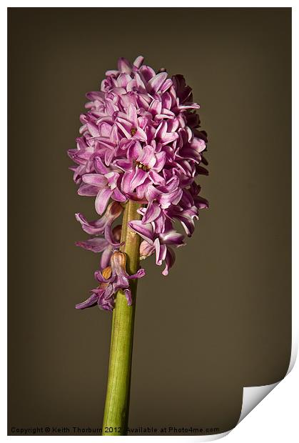 Lilac Print by Keith Thorburn EFIAP/b
