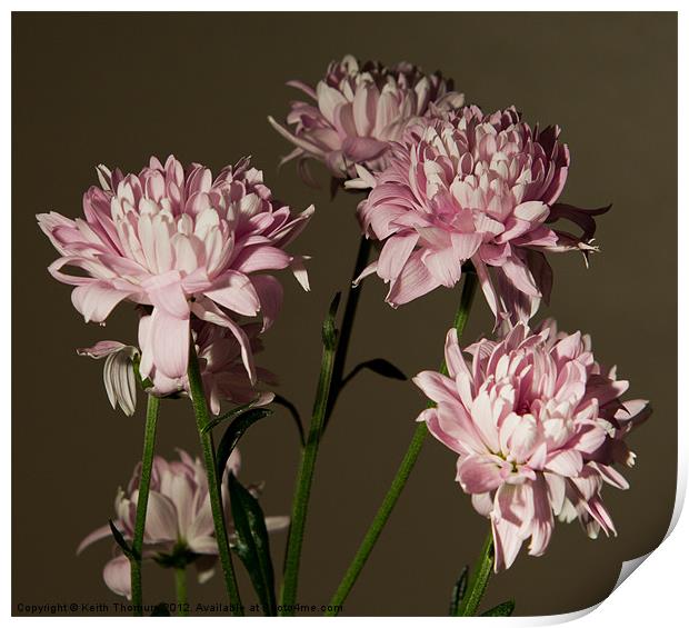 Mini Chrysanthemum Print by Keith Thorburn EFIAP/b