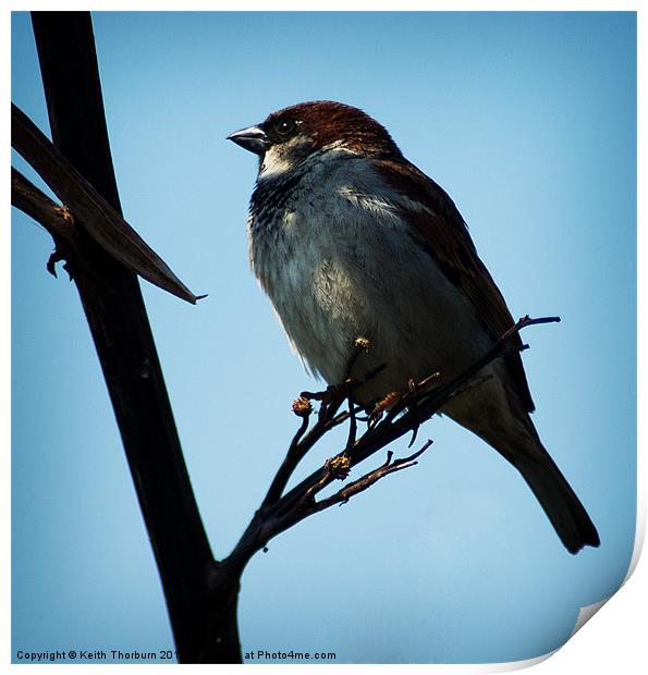 Tree Sparrow Print by Keith Thorburn EFIAP/b