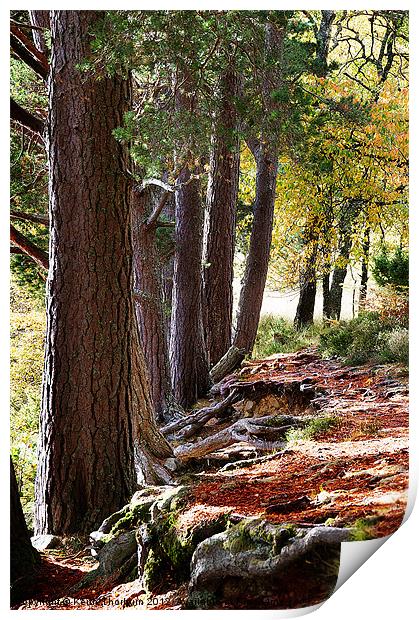 Wooded area Autumn Print by Keith Thorburn EFIAP/b