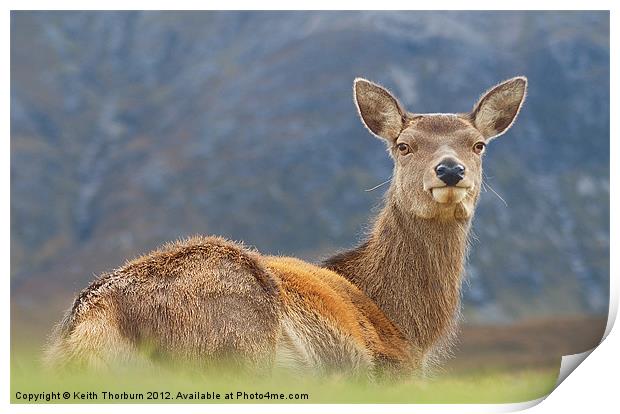Deer at Glencoe Print by Keith Thorburn EFIAP/b