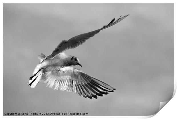 Seagull in Flight Print by Keith Thorburn EFIAP/b
