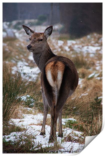 Deer looking back Print by Keith Thorburn EFIAP/b