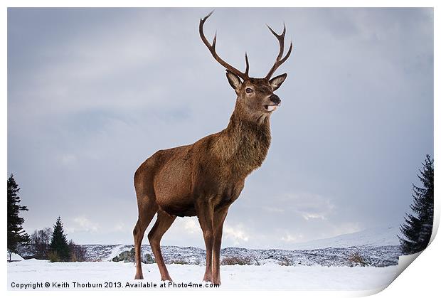 Highland Deer Print by Keith Thorburn EFIAP/b