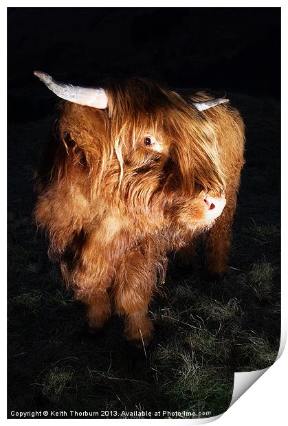 Highland Cow Print by Keith Thorburn EFIAP/b