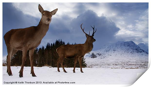 Highland Deer Print by Keith Thorburn EFIAP/b