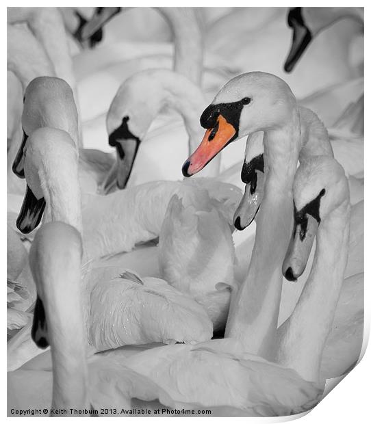 Swan Gathering. Print by Keith Thorburn EFIAP/b