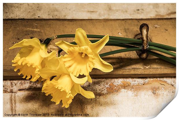 Hanging Daffodils Print by Keith Thorburn EFIAP/b