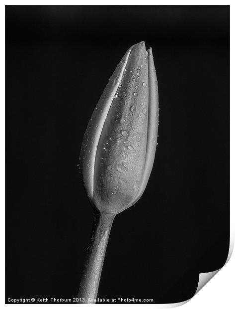 Tulip Macro Print by Keith Thorburn EFIAP/b