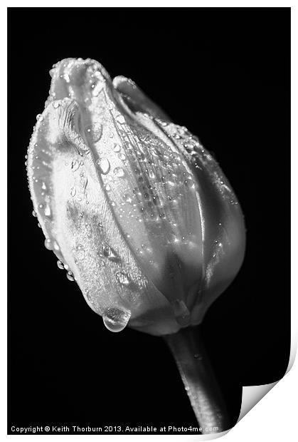 Black and White Tulip Print by Keith Thorburn EFIAP/b