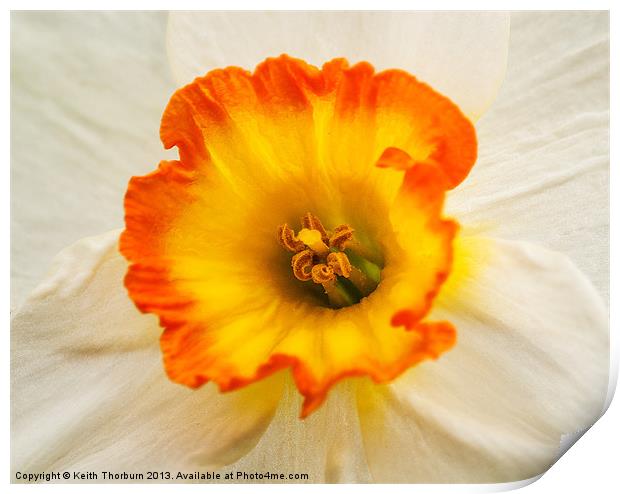 White Daffodil Print by Keith Thorburn EFIAP/b