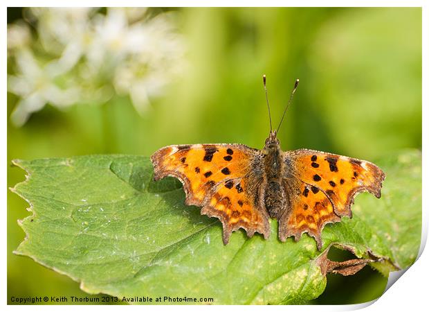 Comma Butterfly Print by Keith Thorburn EFIAP/b