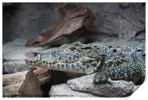 Alligator Print by Keith Thorburn EFIAP/b