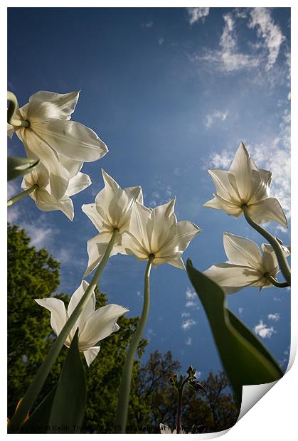 Tulips from the Ground Print by Keith Thorburn EFIAP/b