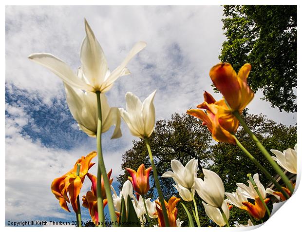 Tulips from the Ground Print by Keith Thorburn EFIAP/b