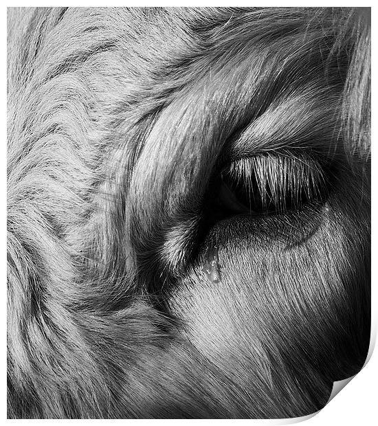 Crying Cow Print by Keith Thorburn EFIAP/b