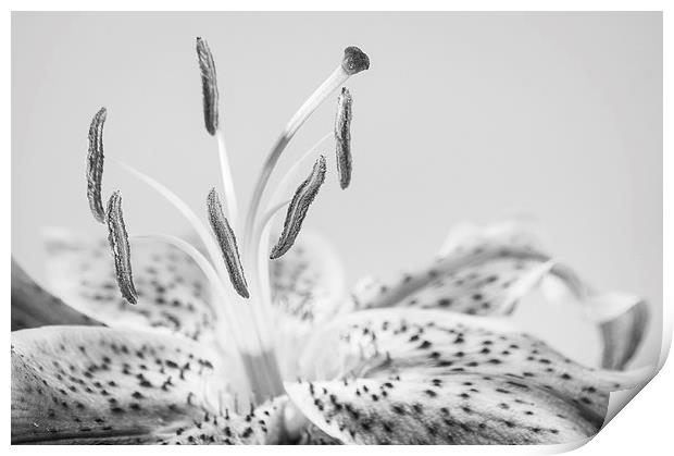 Black and White Lilly Print by Keith Thorburn EFIAP/b