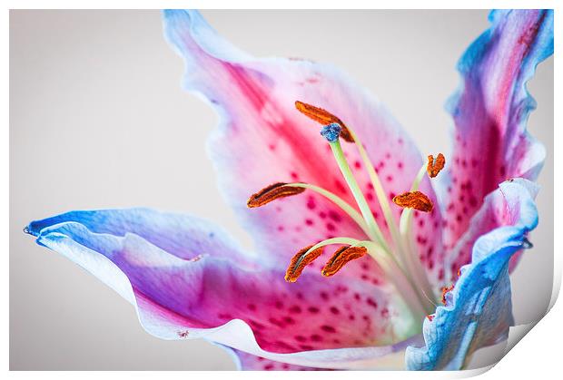 Lilly In full colour Print by Keith Thorburn EFIAP/b