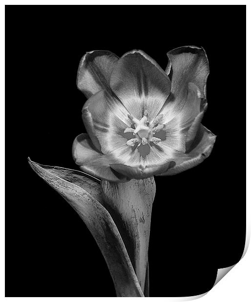 Tulip Flower Print by Keith Thorburn EFIAP/b