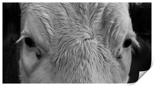 Cows Face Print by Keith Thorburn EFIAP/b