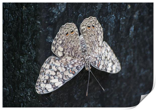 Cracker Butterfly Print by Keith Thorburn EFIAP/b