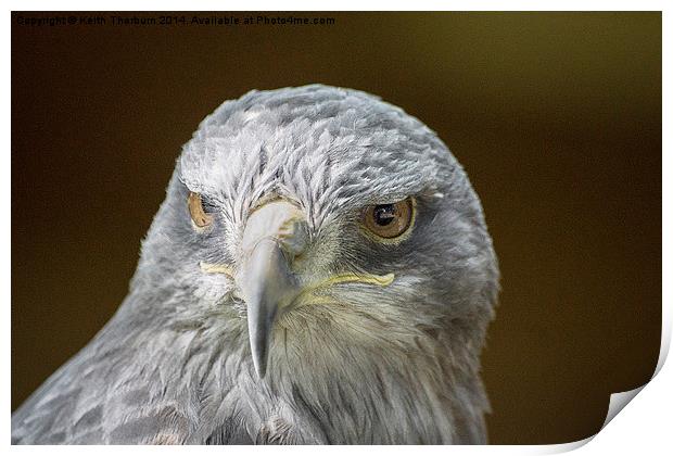 Grey Buzzard Eagle Print by Keith Thorburn EFIAP/b