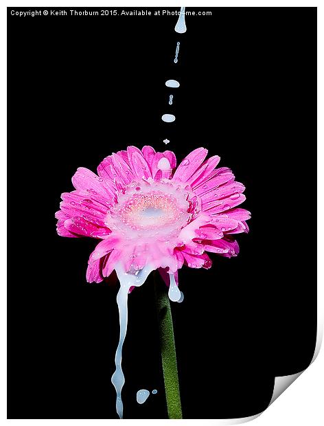 Flowers being watered Print by Keith Thorburn EFIAP/b