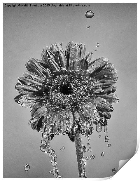 Wet Flowers Print by Keith Thorburn EFIAP/b